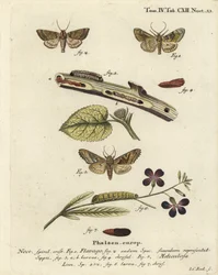 霜降りオレンジガ、Gortyna flavago 1,2、および角張った翅のガ、Phlogophora meticulosa 3-7。オイゲニウス・ヨハン・クリストフ・エスペルの『Die Schmetterlinge in Abbildungen nach der Natur』、エアランゲンに基づくヨハン・カール・ボックの手彩色銅版画