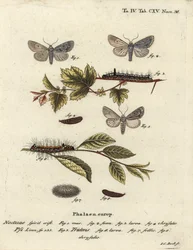 灰色の短剣、Acronicta psi 1-4と暗い短剣、Acronicta tridens 5-8。 Eugenius Johann Christoph EsperのDie Schmetterlinge in Abbildungen nach der Natur, Erlangenの後、Johann Carl Bockによる手彩色の銅版画。