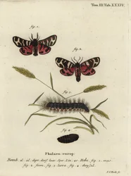 ヒビタイガーモス（Arctia festiva）。