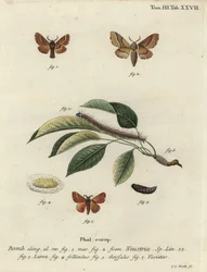 Lackey moth, Malacosoma neustria.