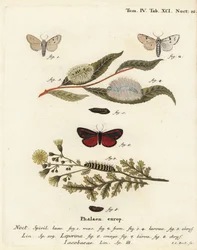 ミラーモス（Acronicta leporina）1-5とシナバーモス（Tyria jacobaeae）6-8。エウゲニウス・ヨハン・クリストフ・エスパーの『Die Schmetterlinge in Abbildungen nach der Natur』（エルランゲン）の後にヨハン・カール・ボックが描いた手彩色銅版画。