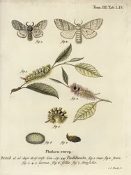淡い色合いのトサカ、Calliteara pudibunda。