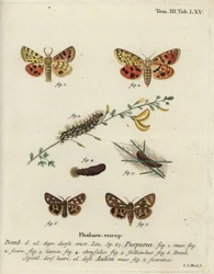 パープルタイガーとブラウンタイガーモス。