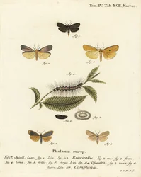 赤首の足軽（Atolmis rubricollis 1）、4つの斑点のある足軽（Lithosia quadra 2-6）、バフの足軽（Katha depressa 7,9）。エウゲニウス・ヨハン・クリストフ・エスパーの『Die Schmetterlinge in Abbildungen na』の後にヨハン・カール・ボックが描いた手彩色の銅版画。