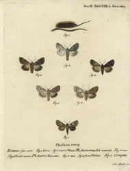 稀少な短剣、Acronicta auricoma 1～3、ソテツガ、Acronicta aceris、ナツメグガ4,5、Hadula trifolii 6、変化に富んだコロネ、Hadena compta 7。エウゲニウス・ヨハン・クリストフ・エスパーの『Die Schmetterling』の後にヨハン・カール・ボックが描いた手彩色の銅版画