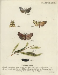 Speckled footman、Staurophora celsia、Herald moth。