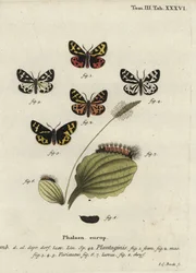 ウッドタイガーモス（Parasemia plantaginis）。