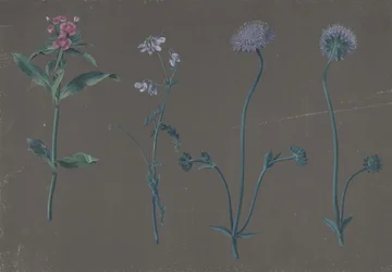 3 つの花の習作、1781 年。