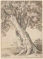 2 つの絡み合った樫の木