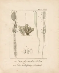 海洋無脊椎動物の解剖学：ウミコルクとホヤ（銅版画）