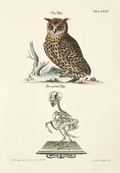 ワシミミズクとその骨格