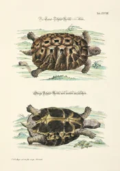 上下から見た陸ガメ