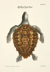 ウミガメ