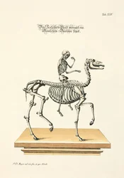 人間の骨格を持つスケルトン馬が乗る