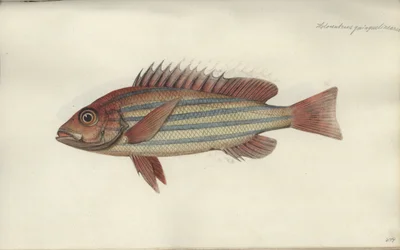 Lutjanus quinquelineatus、1790年以前