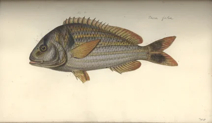ペルカジュバ、1792年以前の紙
