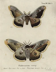 エンペラー・モス（Saturnia pavonia）。