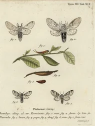 Lesser puss moth, Cerura erminea.