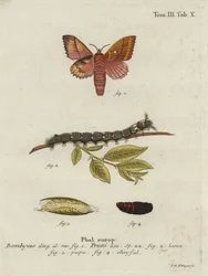 Odonestis pruni moth。