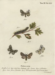 Pale oak eggar, Trichiura crataegi.