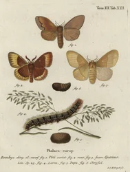 Pine tree lappet と oak eggar moth。