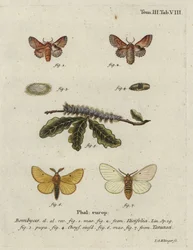 スモールラペットと秋蚕蛾。