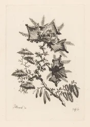 凧型の花 フルール・バロック（シリーズタイトル）