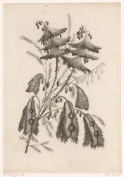 Parasolachtige 花 新しい味の花のコレクション。 マニュファクチュール デ エトフ ド ペルス (シリーズ タイトル) について
