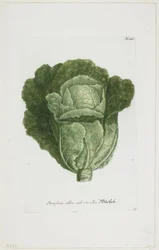 白または緑のキャベツ、Phytanthoza Iconographia、1735-45
