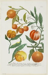 ae Malus Aurantiaなど、Phytanthoza Iconographia、1735-45