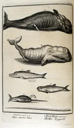 スイスの学者による「Physica Sacra」の銅版画。 ヨハン・ヤコブ・ショイツァー