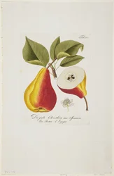 &39;Pomona Austriaca、ou Arbres Fruitiers D&39;Autriche&39;、1787-96（hand-colored engraving）のスペイン出身の良質なクリストビルン