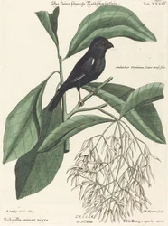 小さなクロウソ（Rubicilla minor nigra）