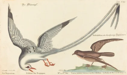 熱帯の鳥 (Phaeton aethereus)