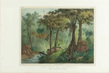 Manqueritipa 近くの原生林。 1835年、ブラジルの美しい旅から。