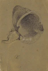 ヘルメットの研究