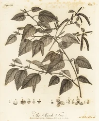 シラカバ、Betula pubescens