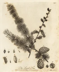 ヨーロッパカラマツ、Larix decidua。