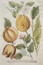 Phytanthoza iconographia: No. 703.