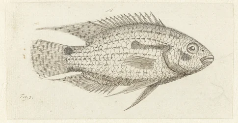 熱帯魚 Chromis epse