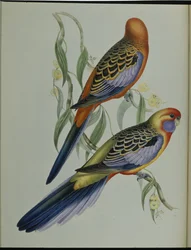 アデレード・インコ（Platycercus Adelaidiae）（手彩色リトグラフ