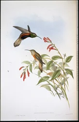アデラのヒルスター（Oreotrochilus Adela）（手彩色リトグラフ