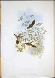 アドルフの仙人（Phaethornis Adolphi）（手彩色リトグラフ