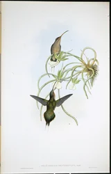 アライド・ハーミット（Phaethornis Fraterculus）（手彩色リトグラフ