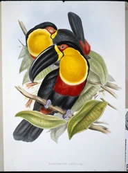 アリエル・トゥーカン（Ramphastos Ariel）（手彩色リトグラフ