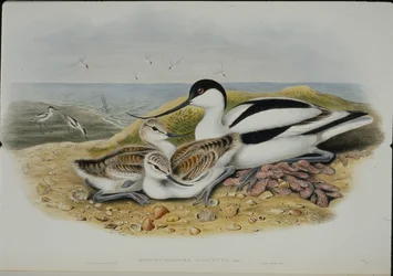 アボセット（Recurvirostra Avocetta）（手彩色のリトグラフ版