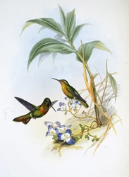 バンデッドルビー（Clytolaema Aurescens）（手彩色リトグラフ