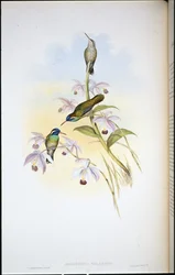 黒耳ハミングバード（Heliopaedica Melanotis）（手彩色のリトグラフ