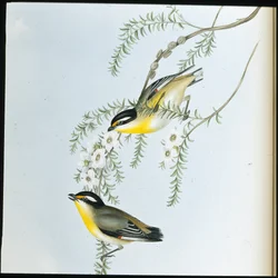 ブラックヘッド・パーダロテ（Pardalotus Melanocephalus）（手彩色リトグラフ版