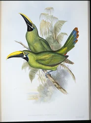 ブラックスロートグルーヴビル・トゥーカン（Aulacoramphus Atrogularis）（手彩色リトグラフ